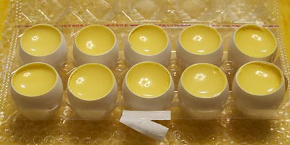 �v�����̉�