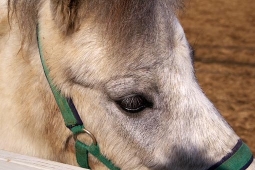 �A���e�B�W���[�m