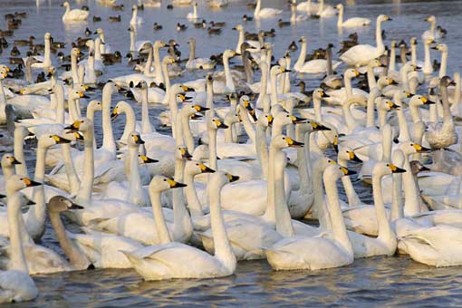 �����̋�