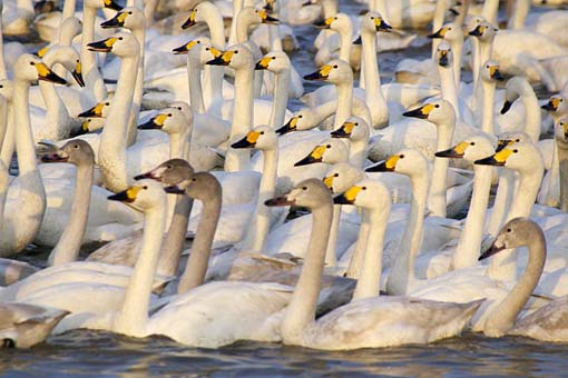 �����̋�