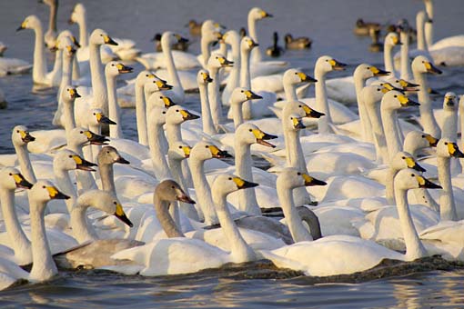 �����̋�