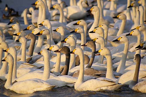 �����̋�