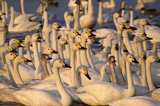 �����̋�