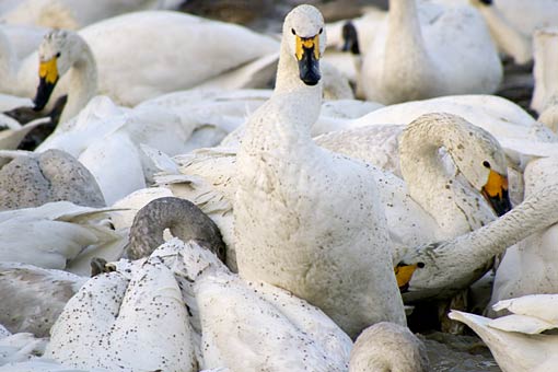 �����̋�