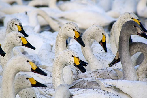 �����̋�