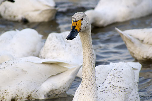 �����̋�