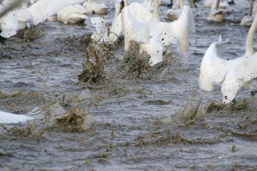 �����̋�