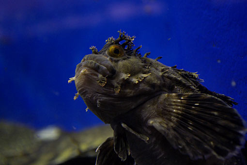 2006 EPSON AQUA STADIUM