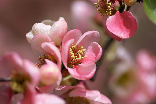 2006 �V�h�䉑�@��