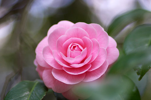 2006 �V�h�䉑�@��