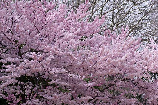 2006 �V�h�䉑�@��