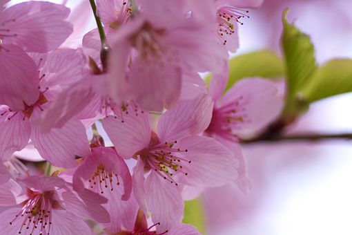 2006 �V�h�䉑�@��