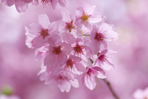 2006 �V�h�䉑�@��