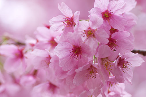 2006 �V�h�䉑�@��