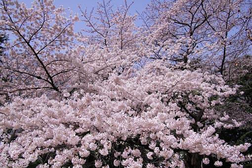 2006 �V�h�䉑�@��