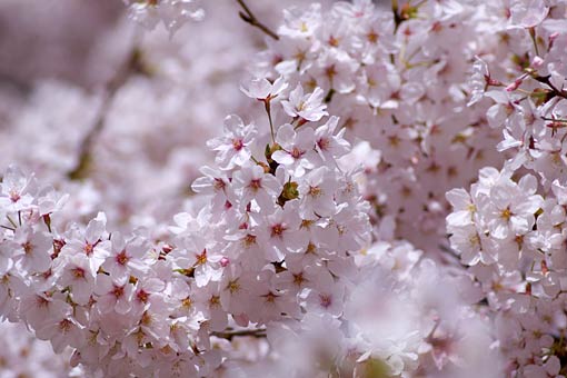 2006 �V�h�䉑�@��