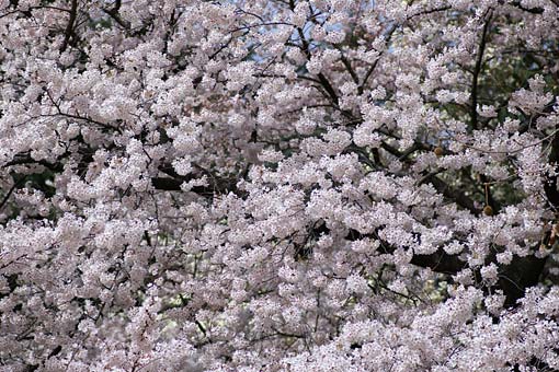 2006 �V�h�䉑�@��