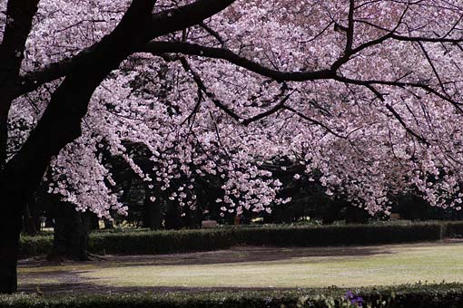 2006 �V�h�䉑�@��