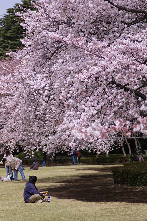 2006 �V�h�䉑�@��