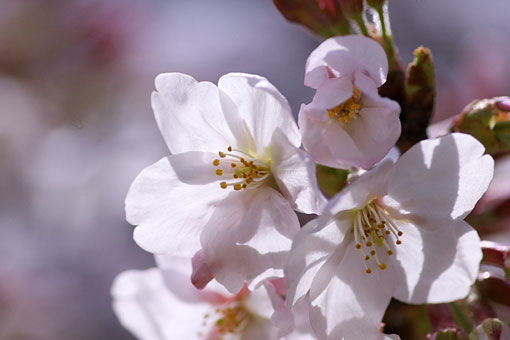 2006 �V�h�䉑�@��