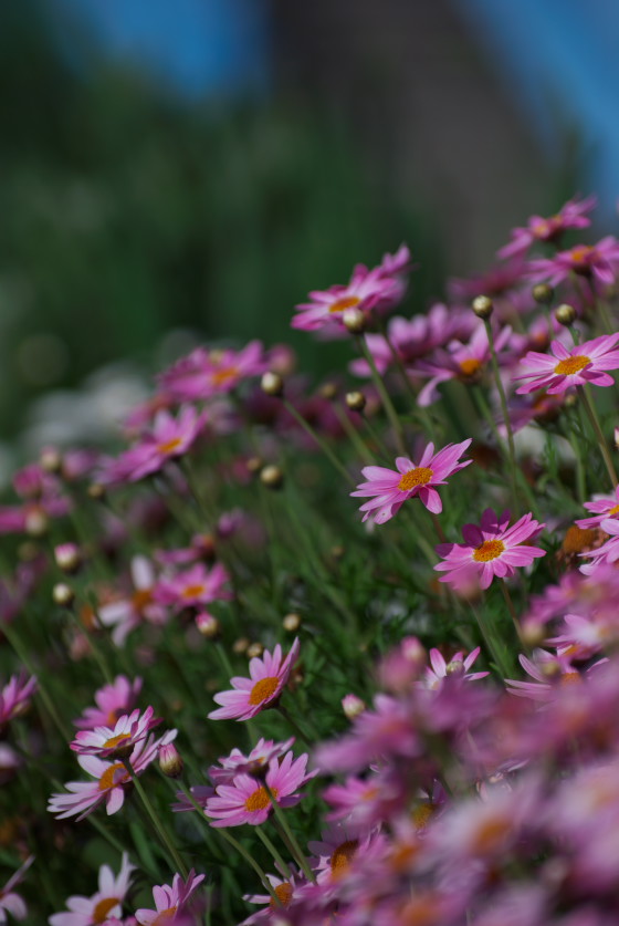 IMGP3457.jpg(91509 byte)