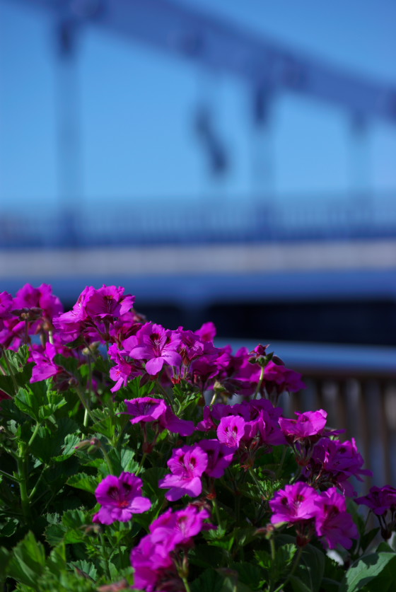 IMGP3460.jpg(97459 byte)