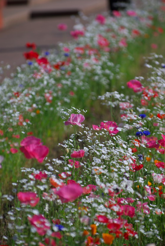 IMGP3476.jpg(143806 byte)