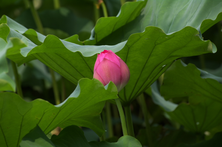 IMGP0002.jpg(121729 byte)