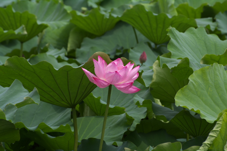 IMGP0010.jpg(146898 byte)