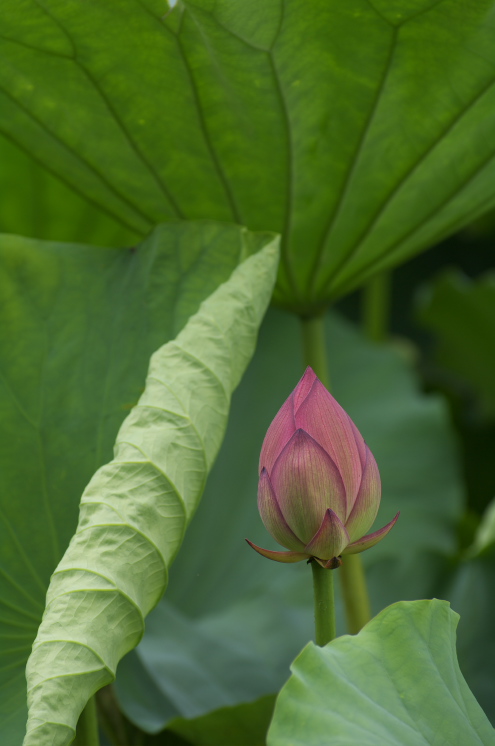 IMGP0018.jpg(110516 byte)