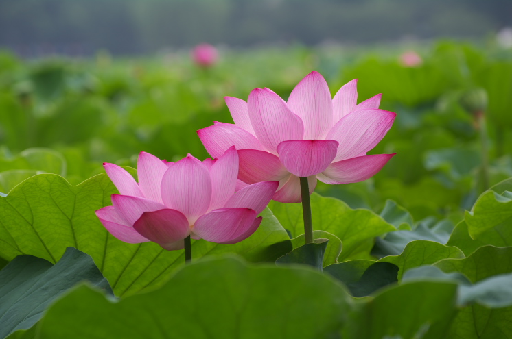 IMGP0022.jpg(126692 byte)