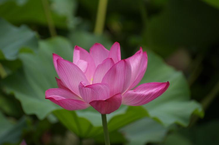 IMGP0045.jpg(100761 byte)