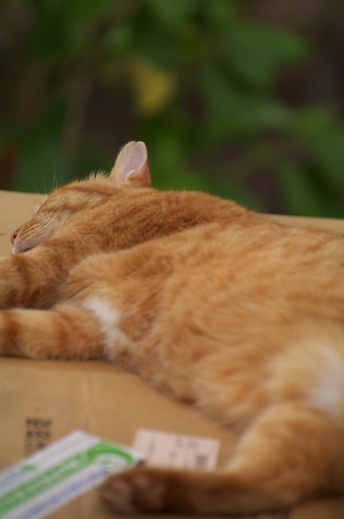 IMGP0047.jpg(99000 byte)