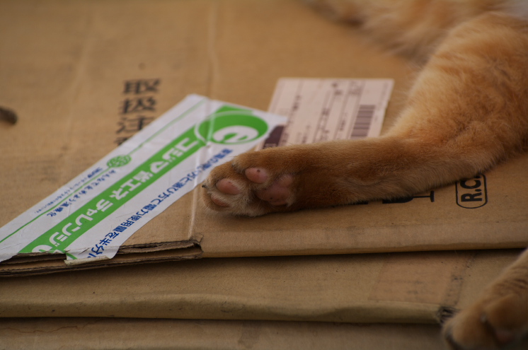 IMGP0049.jpg(137350 byte)