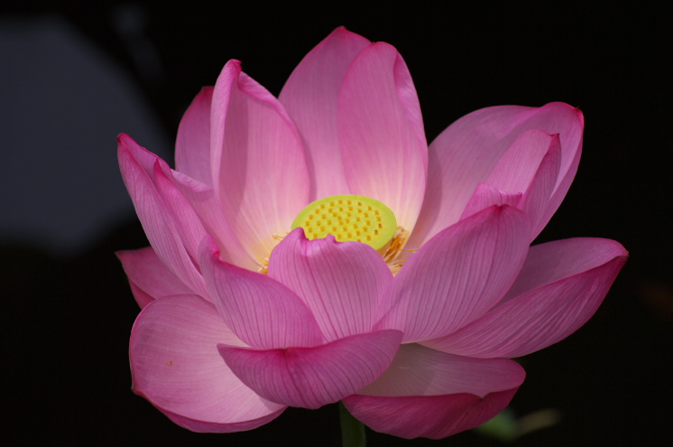 IMGP0051.jpg(118250 byte)