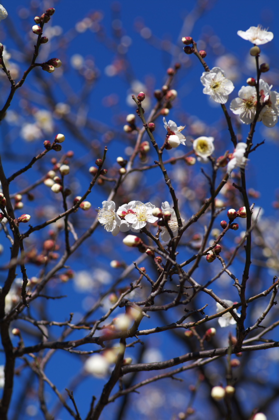 IMGP0006.jpg(258689 byte)