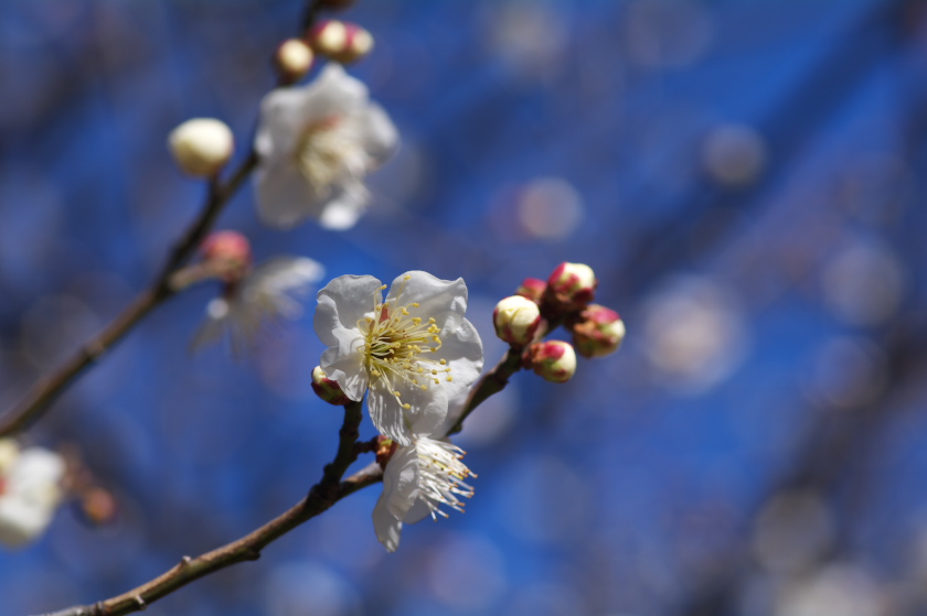 IMGP0008.jpg(144717 byte)