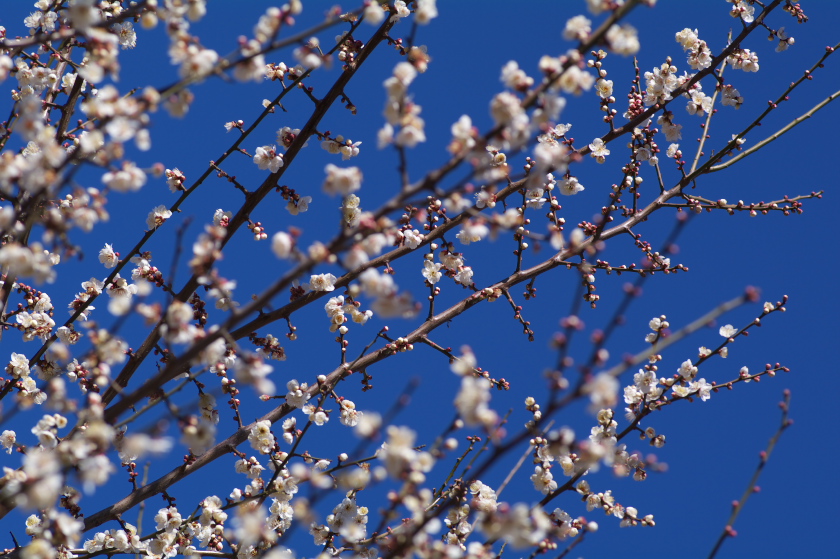 IMGP0026.jpg(341131 byte)