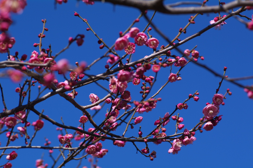 IMGP0028.jpg(270644 byte)