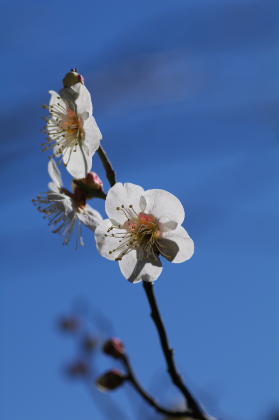 IMGP0038.jpg(122557 byte)