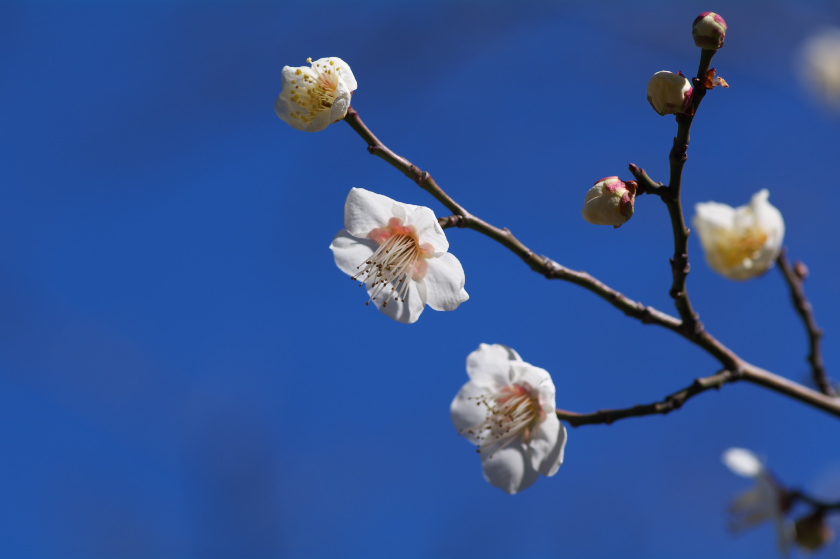 IMGP0040.jpg(125343 byte)