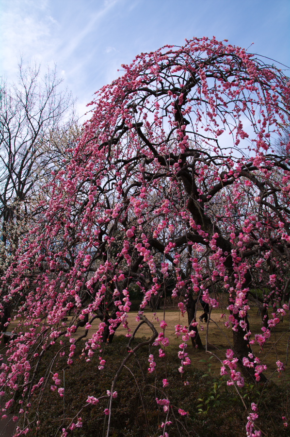 IMGP0038.jpg(589467 byte)