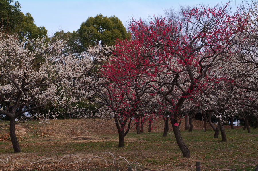 IMGP0046.jpg(584490 byte)