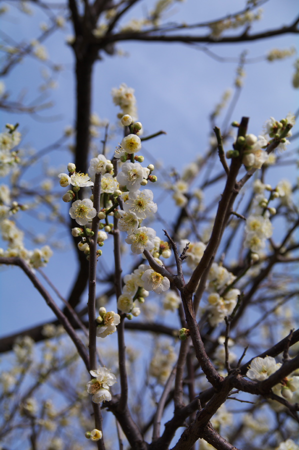 IMGP0060.jpg(268628 byte)