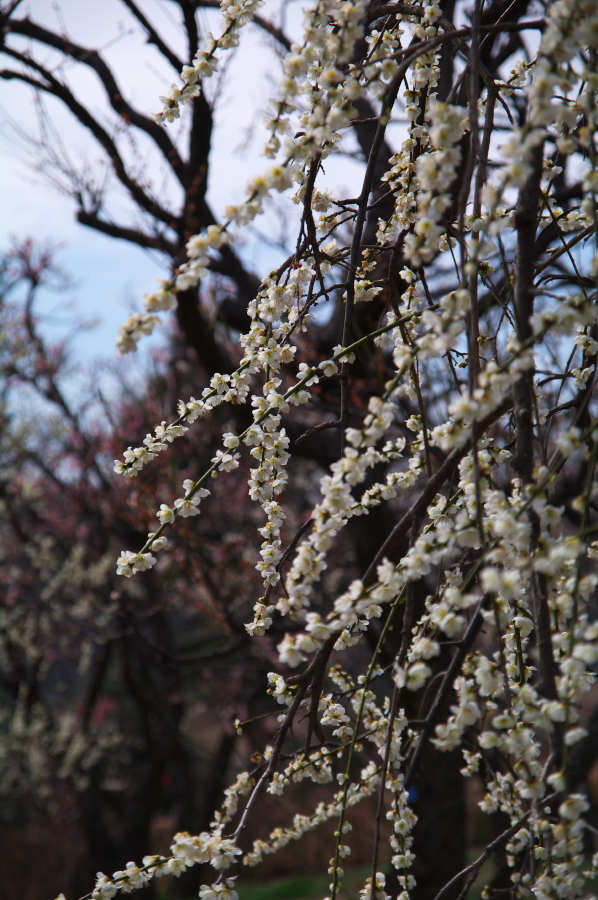 IMGP0062.jpg(367605 byte)