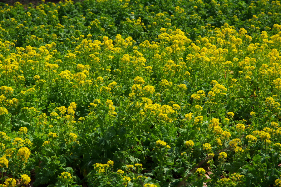 IMGP0064.jpg(656074 byte)