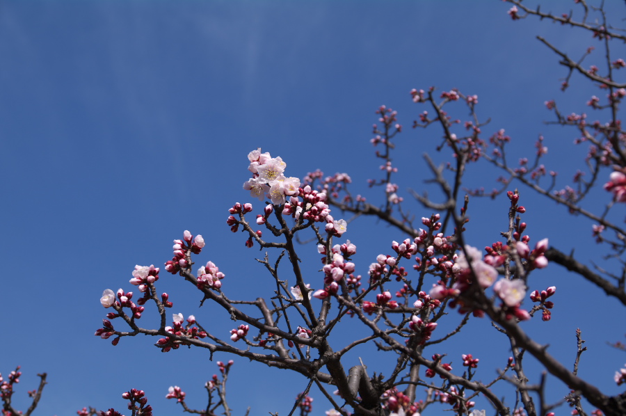 IMGP0073.jpg(246718 byte)