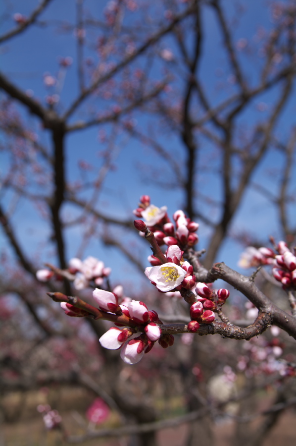 IMGP0075.jpg(208846 byte)