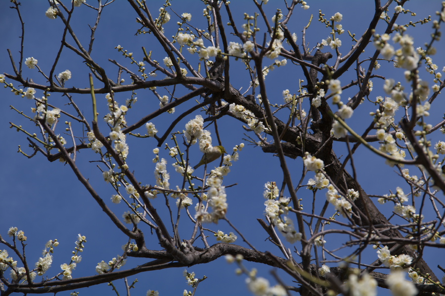 IMGP0077.jpg(391353 byte)