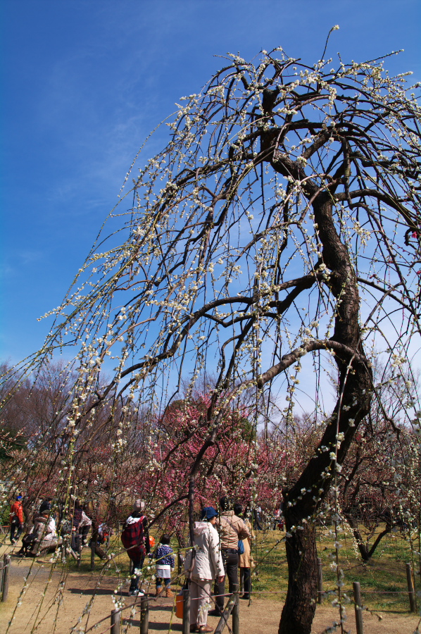 IMGP0089.jpg(562427 byte)